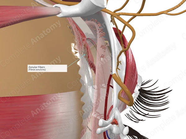 Zonular Fibers