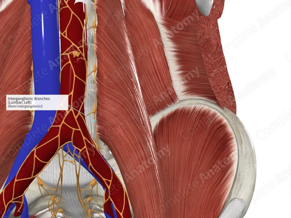 Interganglionic Branches (Lumbar; Left)