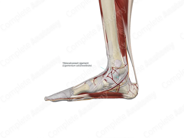 Tibiocalcaneal Ligament 