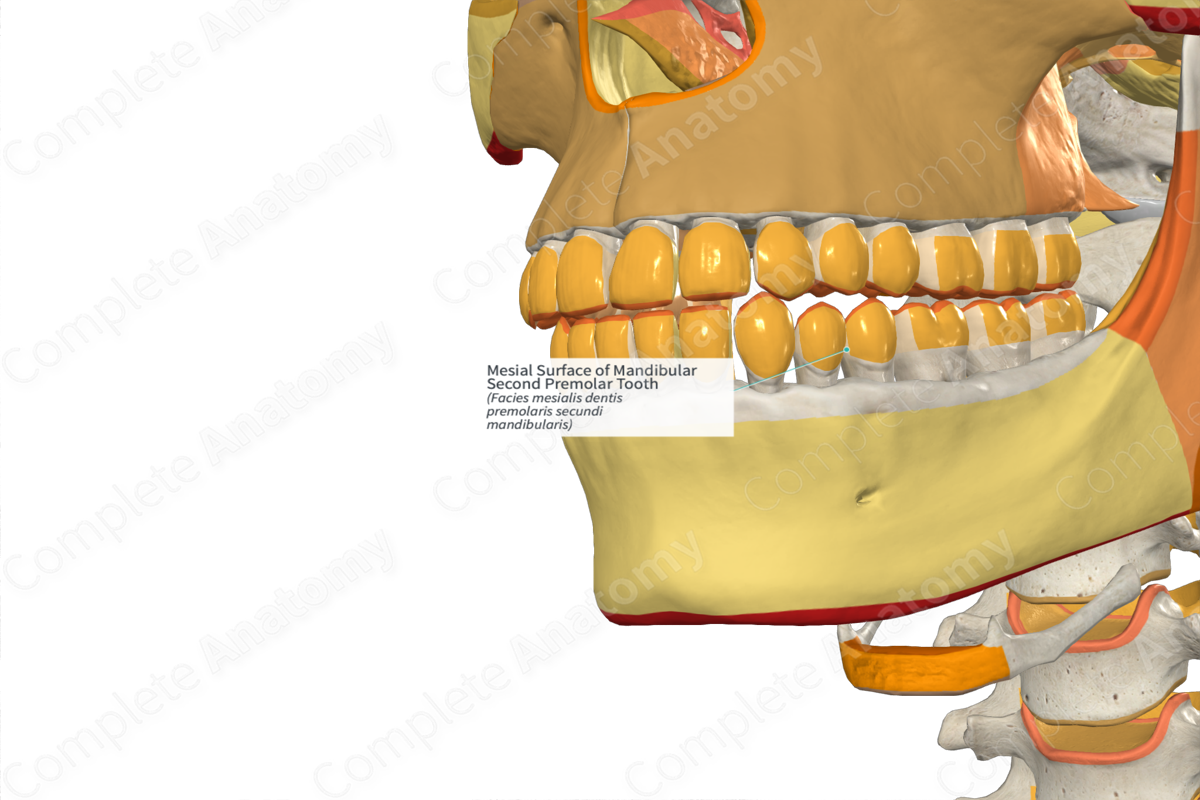 Mesial Surface of Mandibular Second Premolar Tooth