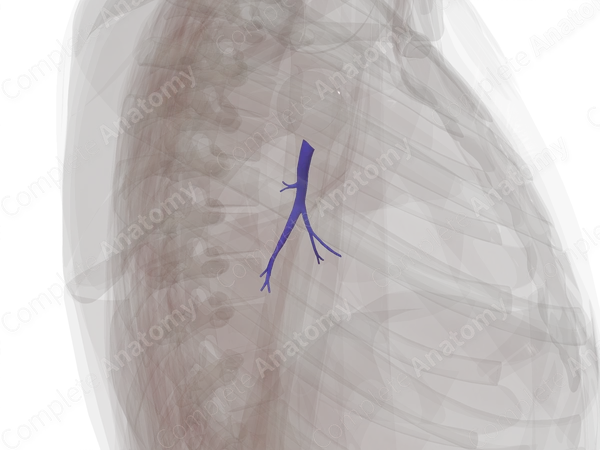 Pulmonary Arteries of Inferior Lobe of Left Lung
