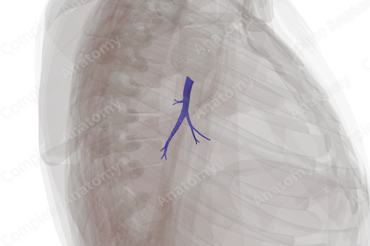 Pulmonary Arteries of Inferior Lobe of Left Lung