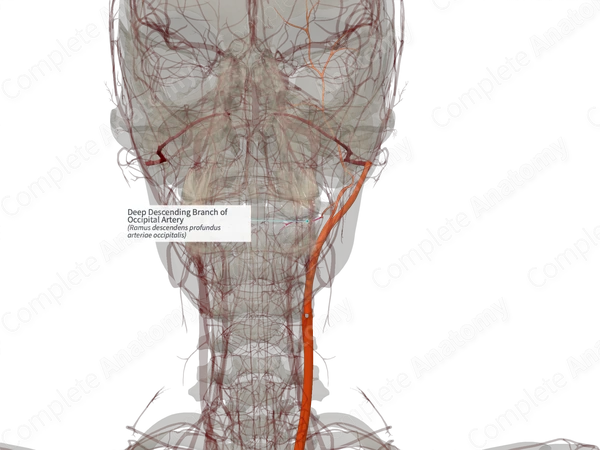 Deep Descending Branch of Occipital Artery (Right)