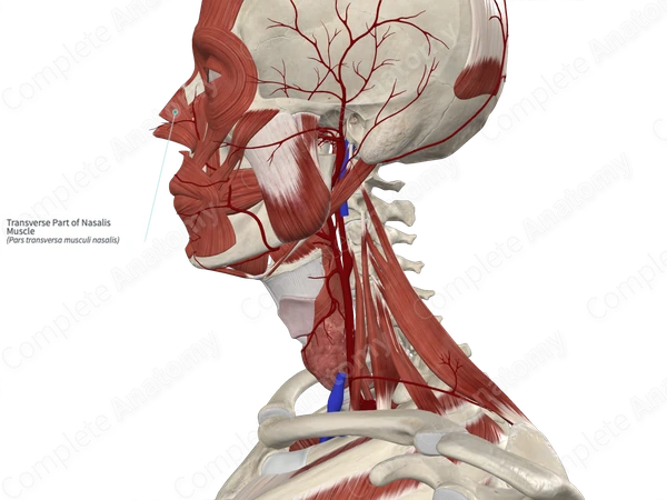 Transverse Part of Nasalis Muscle 