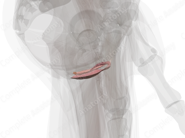 Vulva