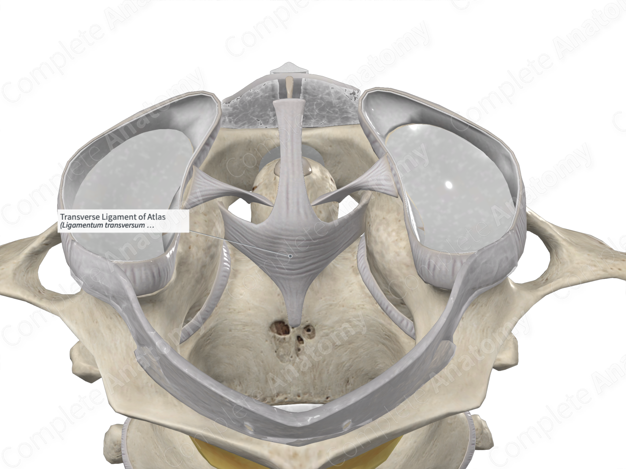 ligamento transverso del atlas