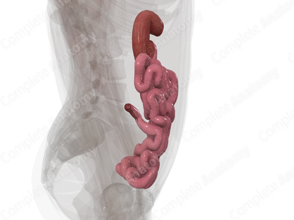 Small Intestine