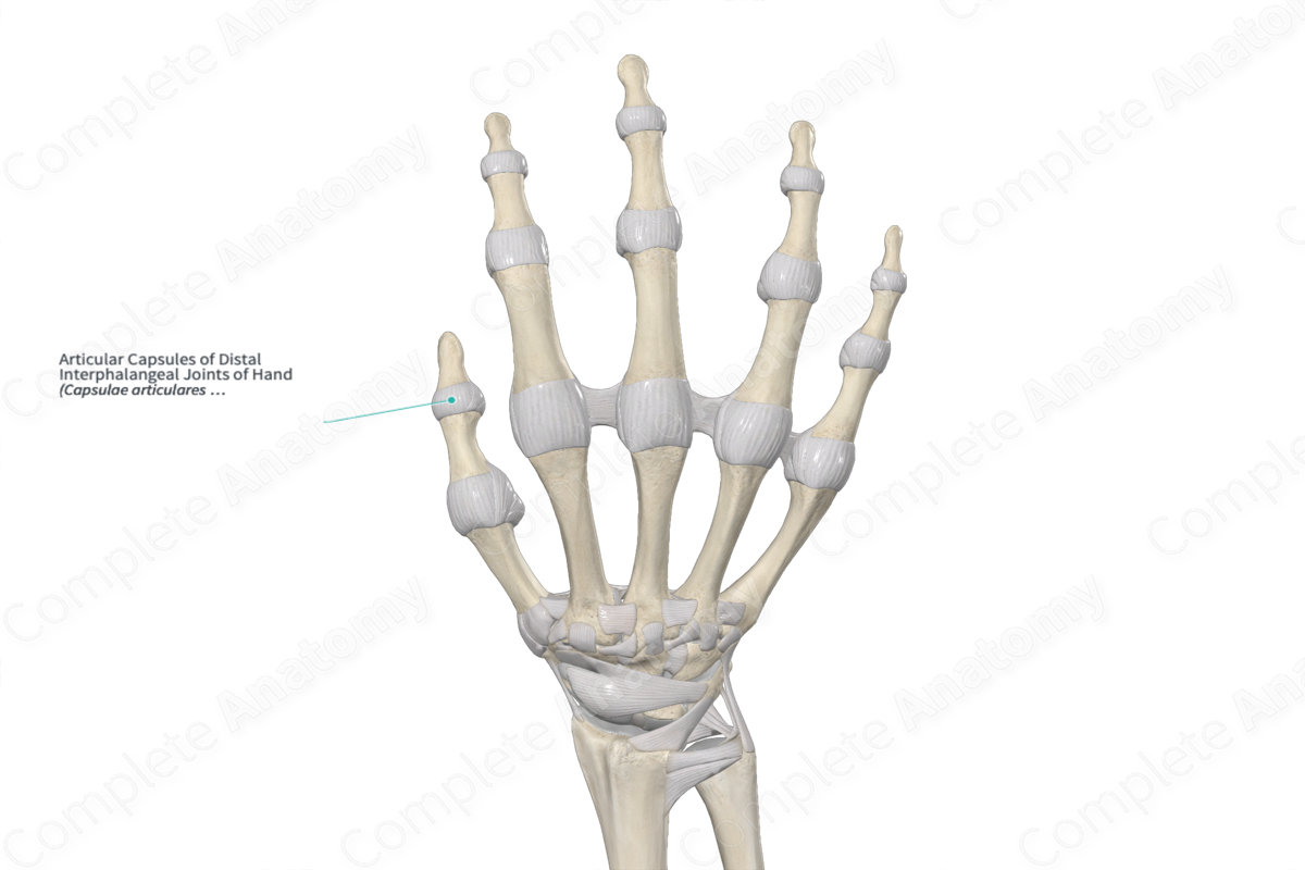 Articular Capsules of Distal Interphalangeal Joints of Hand 