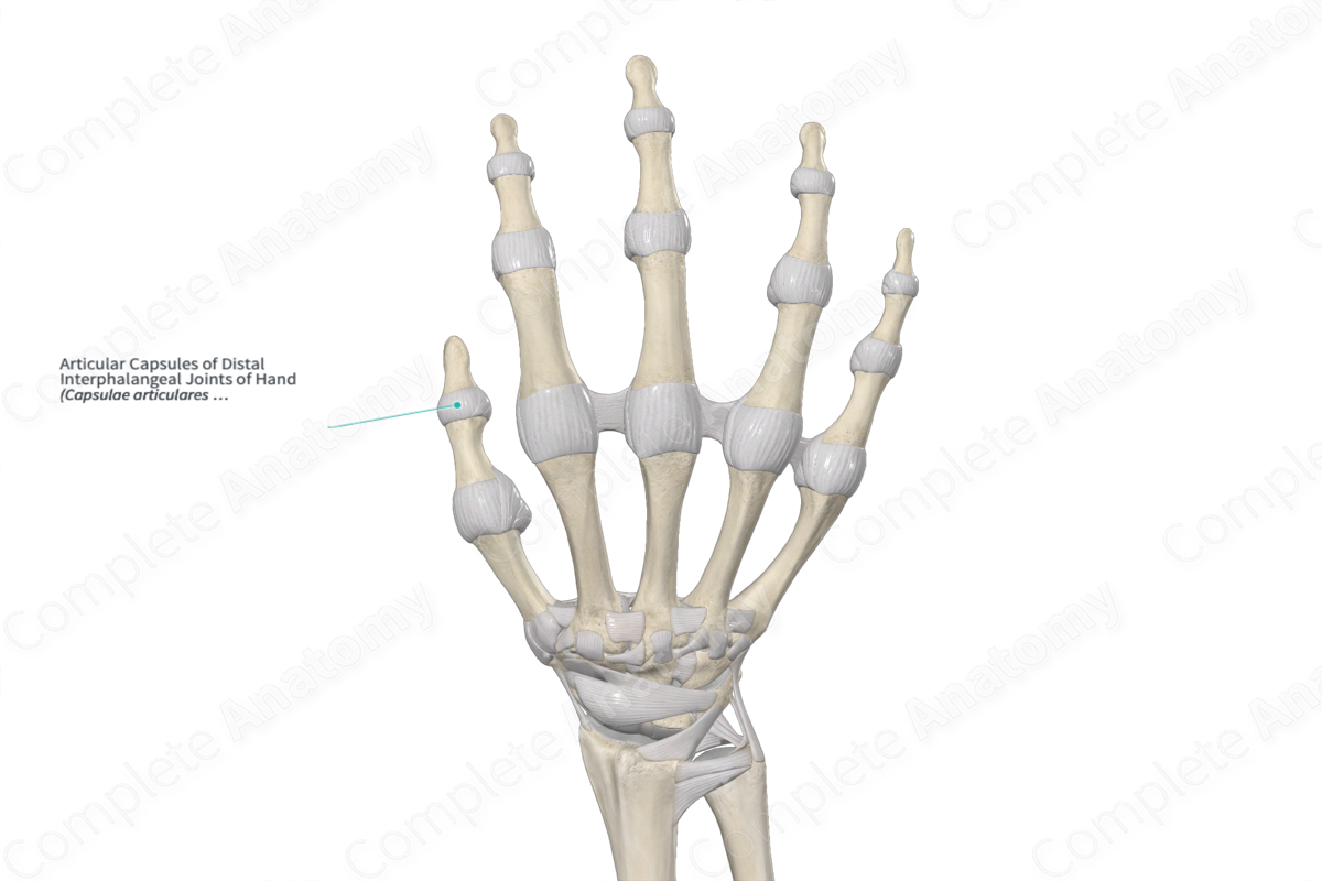 Articular Capsules of Distal Interphalangeal Joints of Hand Complete