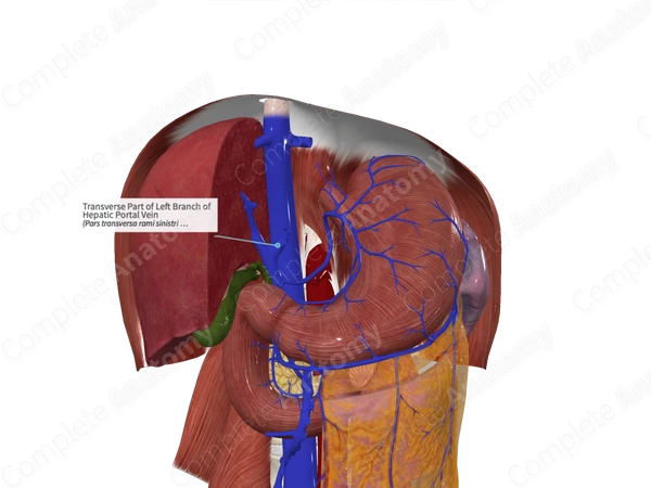 Transverse Part of Left Branch of Hepatic Portal Vein