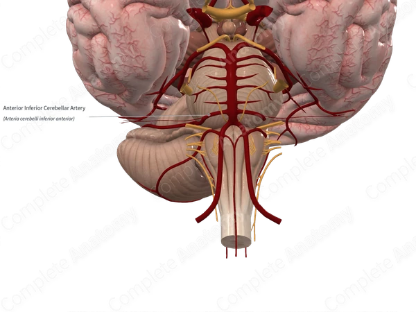 Anterior Inferior Cerebellar Artery