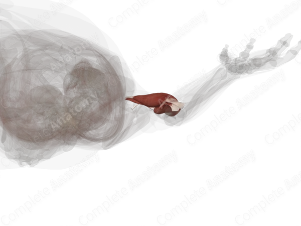 Anterior Compartment of Arm (Left)