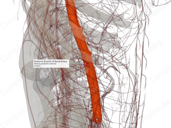 Posterior Branch of Renal Artery (Left)