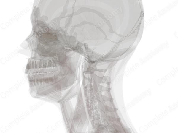 Longitudinal Bands of Cruciform Ligament