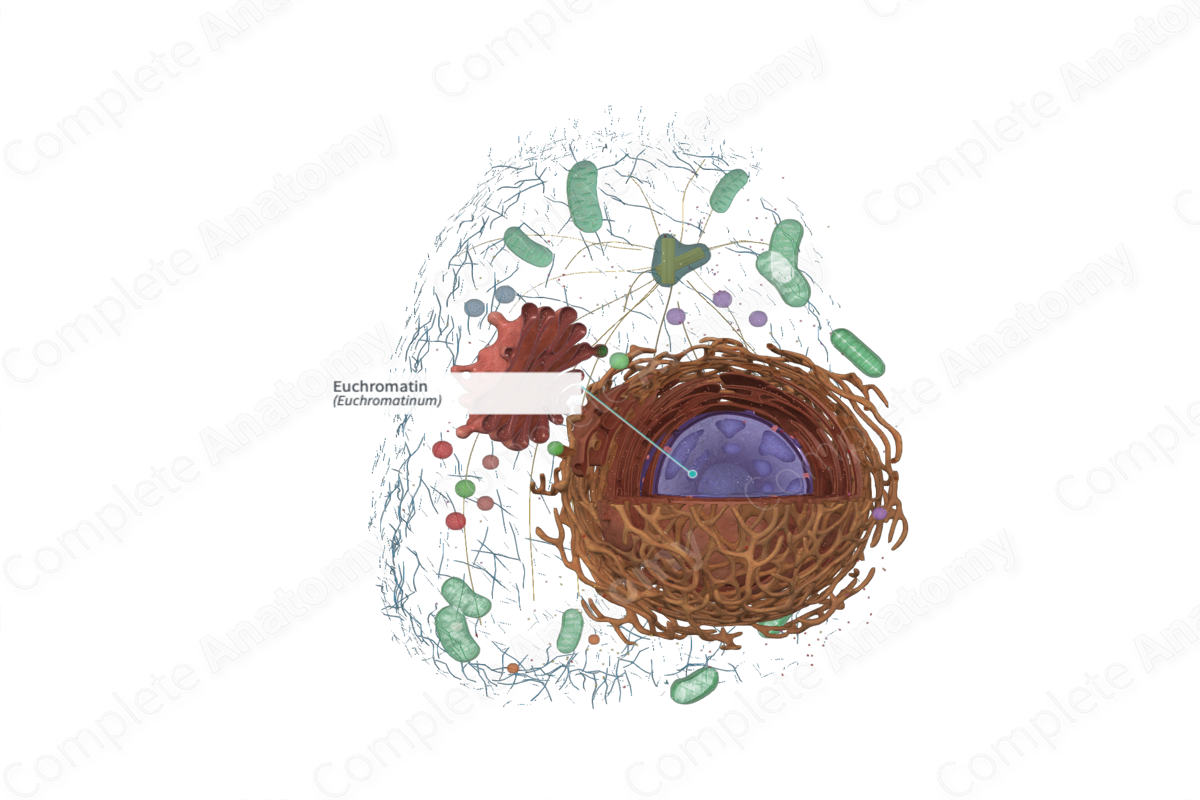 Euchromatin