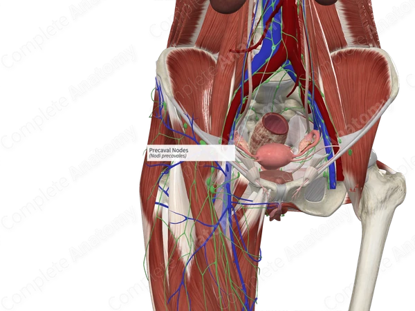 Precaval Nodes