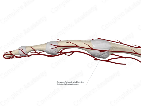 Common Palmar Digital Arteries 