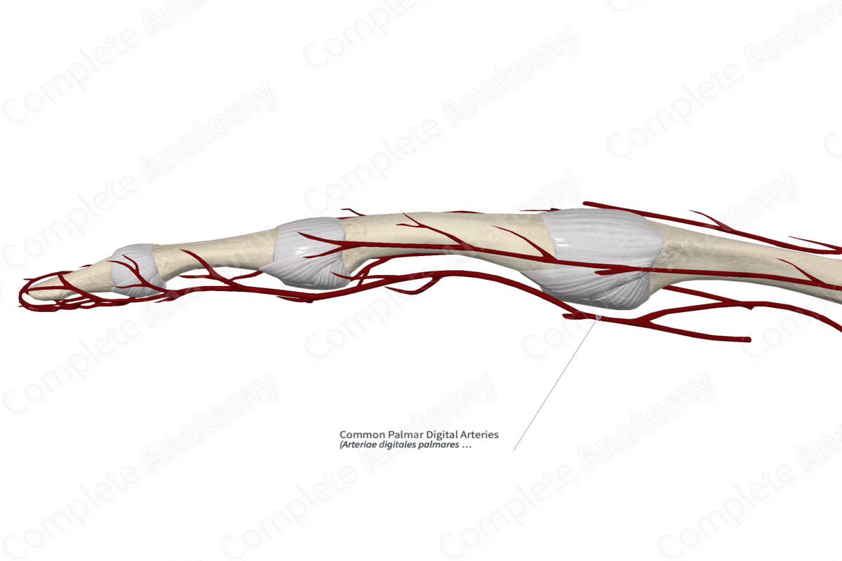 Common Palmar Digital Arteries 