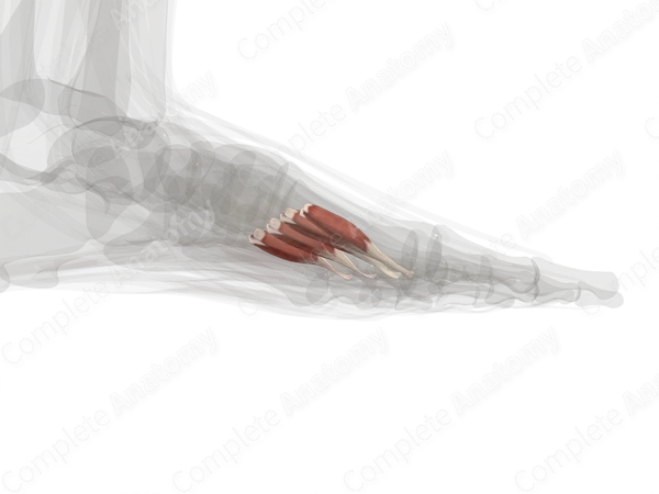Dorsal Interossei Muscles of Foot (Left)