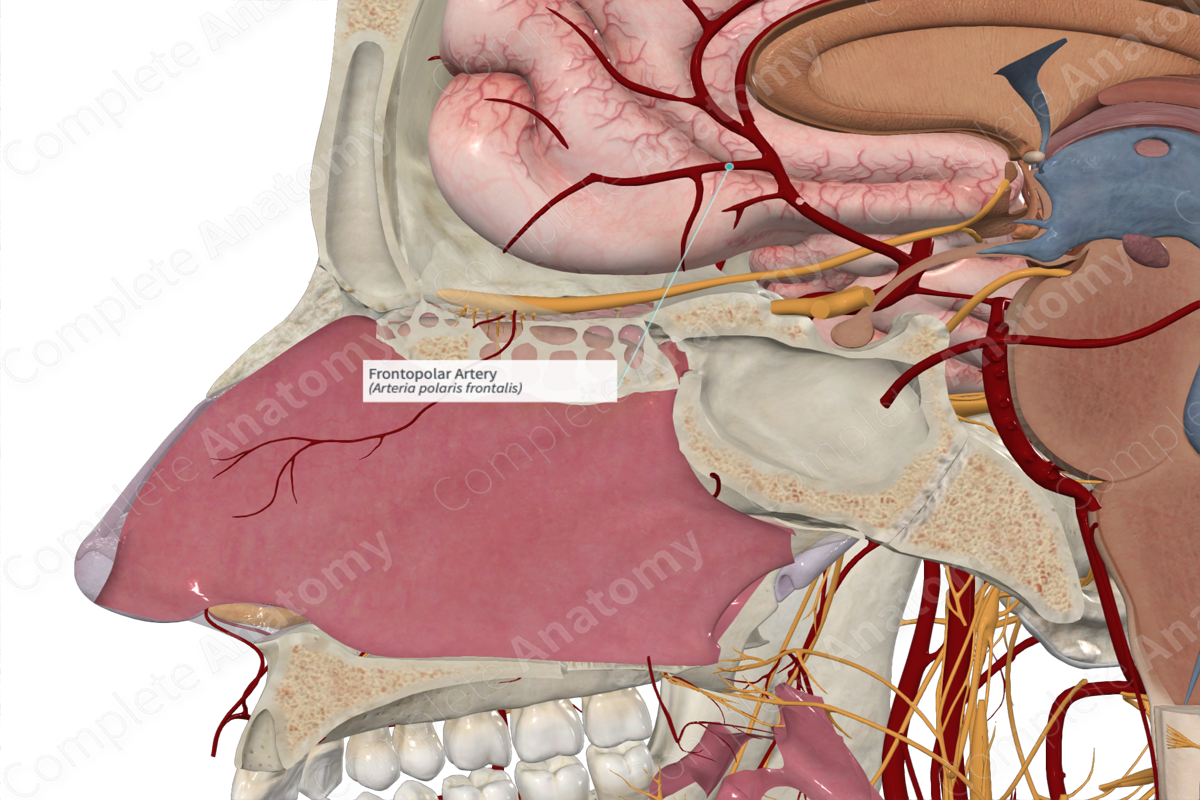 Frontopolar Artery 