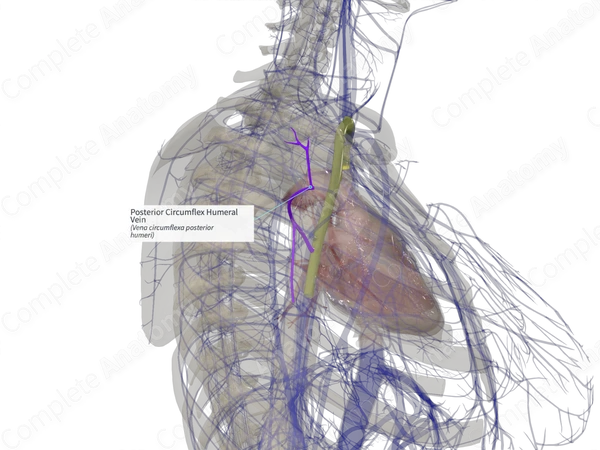 Posterior Circumflex Humeral Vein (Left)