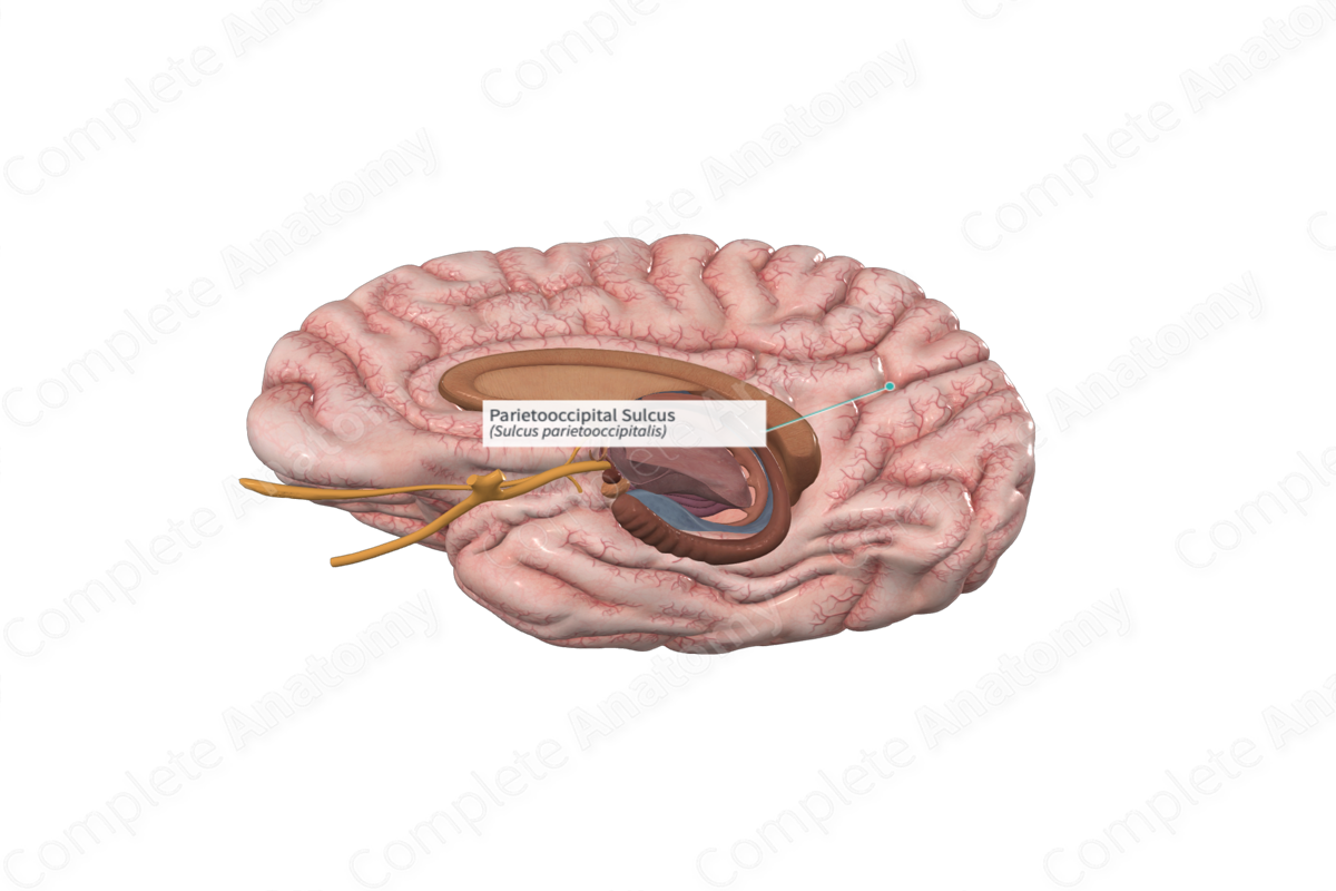 Parietooccipital Sulcus 