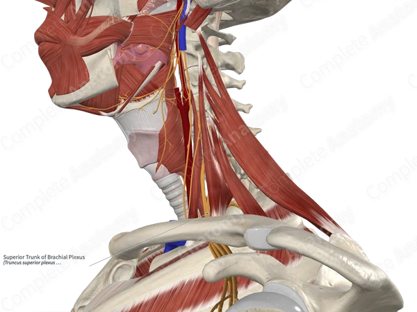 Superior Trunk of Brachial Plexus 