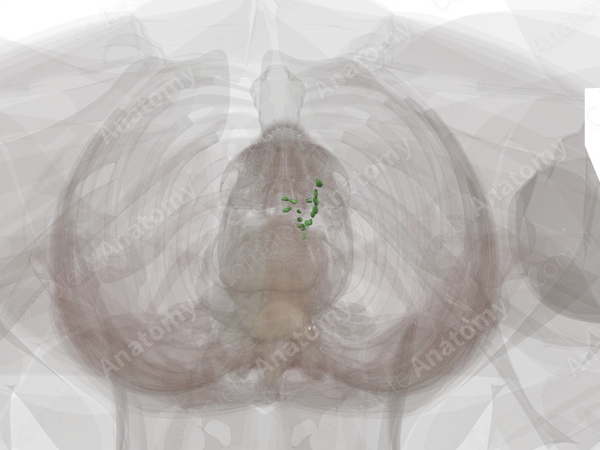 Left Lumbar Nodes