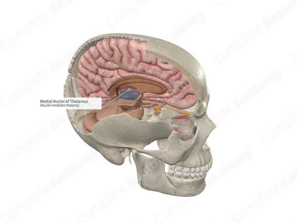 Medial Nuclei of Thalamus 