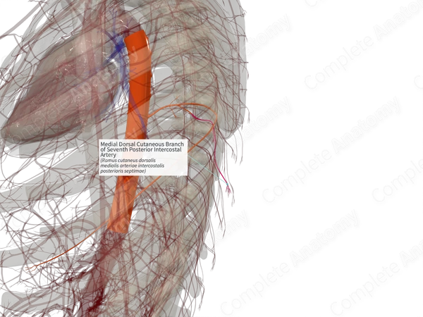 Medial Dorsal Cutaneous Branch of Seventh Posterior Intercostal Artery (Right)
