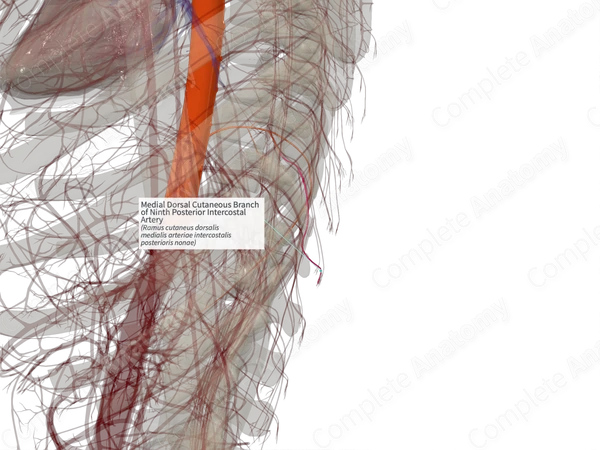 Medial Dorsal Cutaneous Branch of Ninth Posterior Intercostal Artery (Right)