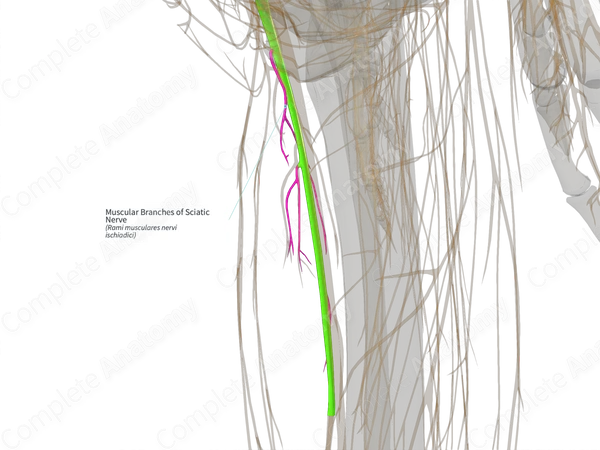 Muscular Branches of Sciatic Nerve (Right)