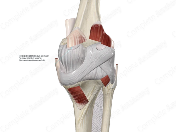 Medial Subtendinous Bursa of Gastrocnemius Muscle