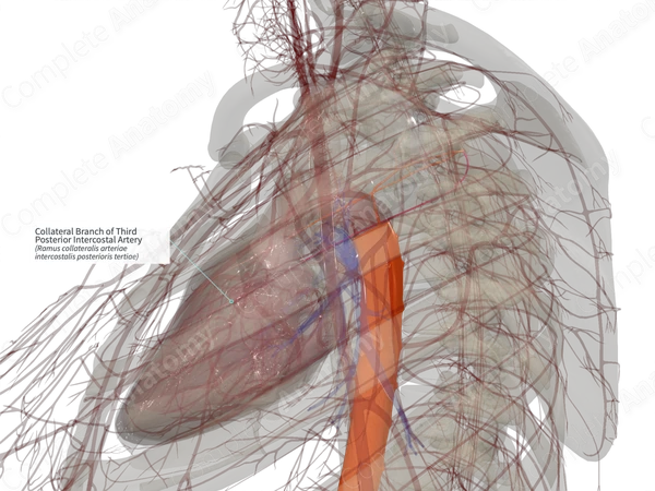 Collateral Branch of Third Posterior Intercostal Artery (Left)