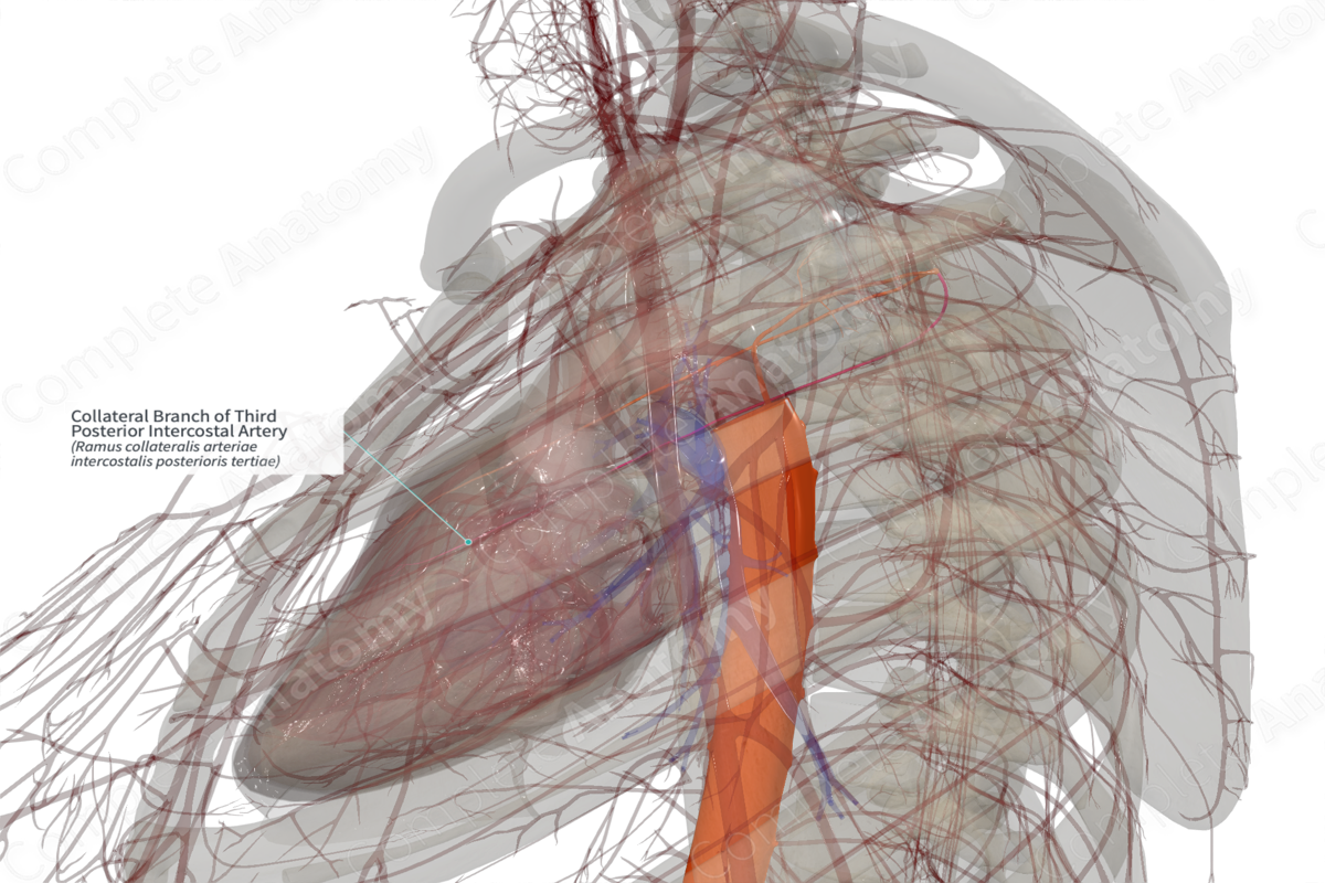 Collateral Branch of Third Posterior Intercostal Artery (Left)