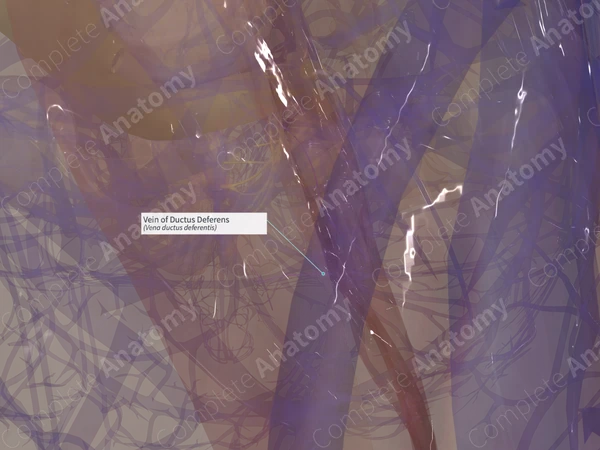 Vein of Ductus Deferens (Right)