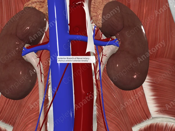 Anterior Branch of Renal Artery 