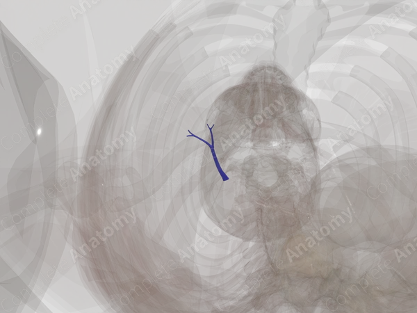 Pulmonary Arteries of Middle Lobe of Right Lung