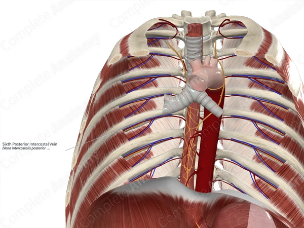 Sixth Posterior Intercostal Vein