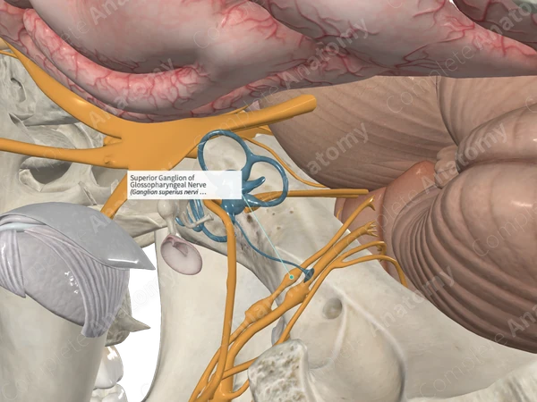 Superior Ganglion of Glossopharyngeal Nerve