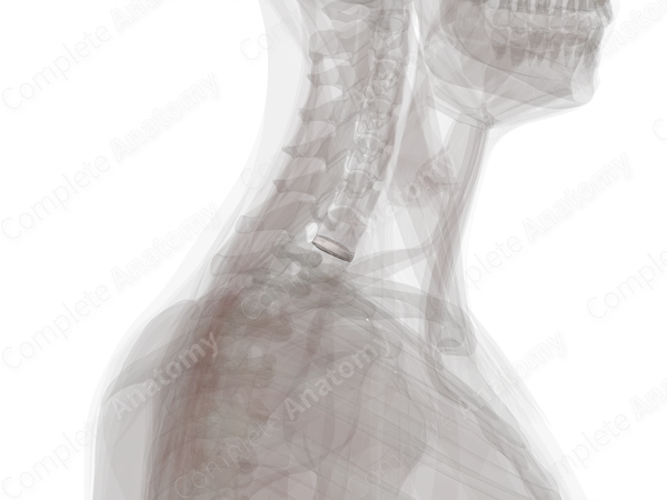 Intervertebral Symphysis (C7-T1)