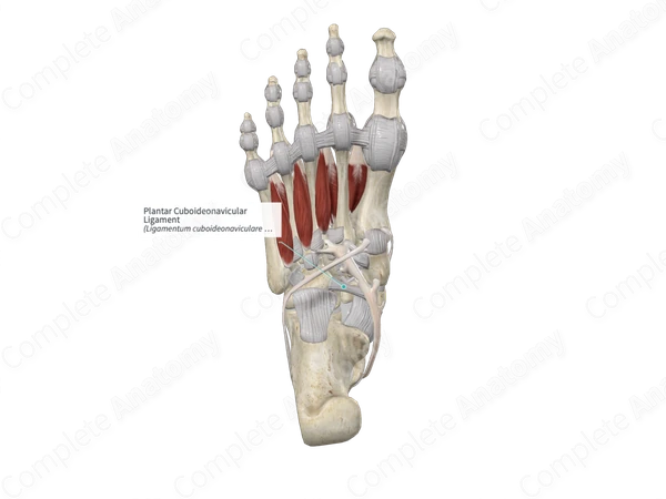 Plantar Cuboideonavicular Ligament 