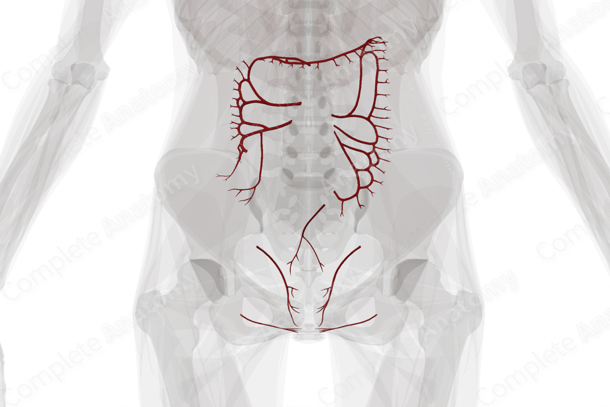 Arteries of Large Intestine