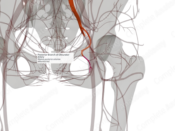 Posterior Branch of Obturator Artery (Right)