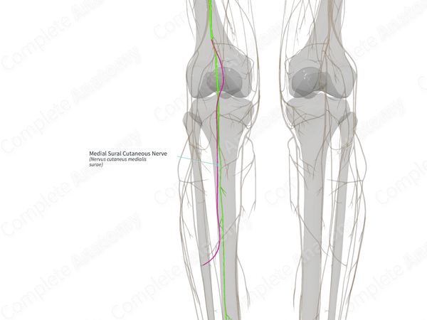 Medial Sural Cutaneous Nerve (Left)