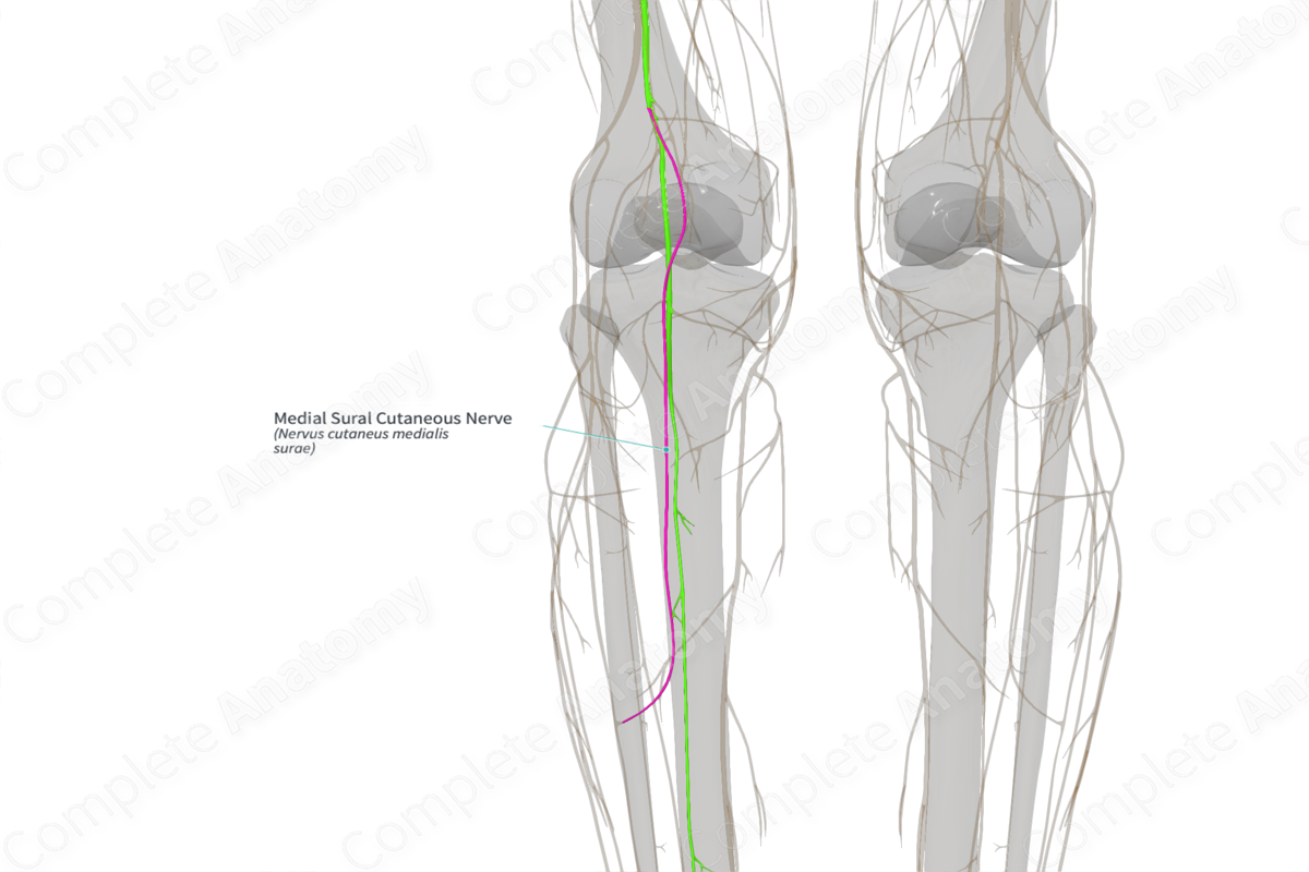 Medial Sural Cutaneous Nerve (Left)