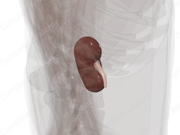 Kidney (Left)