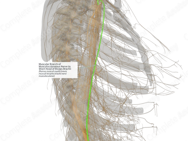 Muscular Branch of Musculocutaneous Nerve to Short Head of Biceps Brachii (Left)