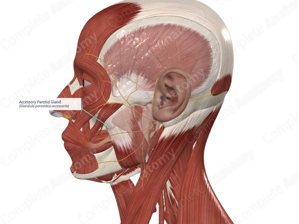 Accessory Parotid Gland 