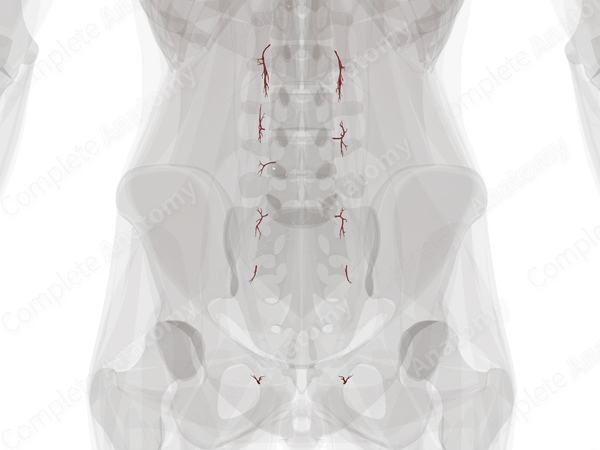 Arteries of Ureter